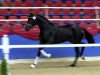 dressage horse Stardust 44 (Oldenburg, 2011, from Sir Donnerhall II OLD)