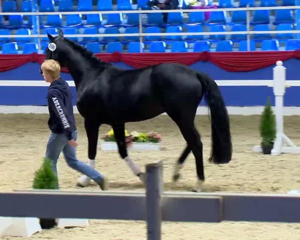 eventing horse Sankro (Oldenburg, 2010, from San Amour I)