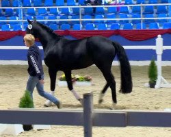 eventing horse Sankro (Oldenburg, 2010, from San Amour I)