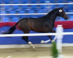 stallion Q Sieben 7 (Hanoverian, 2011, from Quaterback)