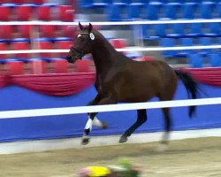 dressage horse Hengst von Johnson (Oldenburg, 2011, from Glock's Johnson Tn)