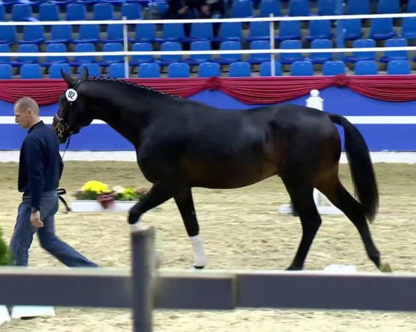 dressage horse Java Dulce (Danish Warmblood, 2011, from Jazz)