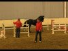 dressage horse Don Alex (Oldenburg, 2011, from Diamond Hit)