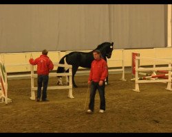 dressage horse Don Alex (Oldenburg, 2011, from Diamond Hit)