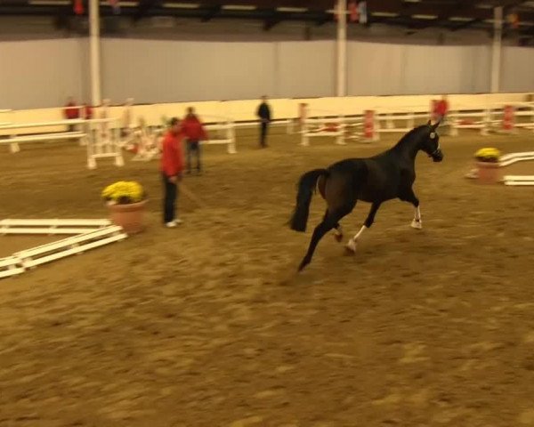 stallion Hengst von Destano (Oldenburg, 2011, from Destano)