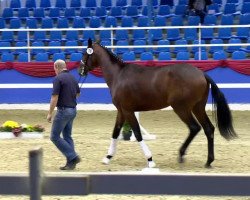 dressage horse Duckstein 6 (Oldenburg, 2011, from Desperados FRH)