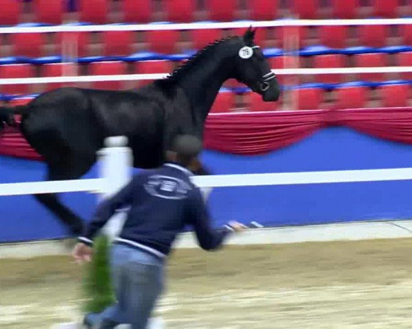 dressage horse Diego 529 (Oldenburg, 2011, from De Niro)