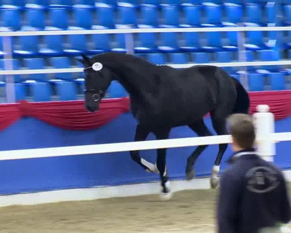 Dressurpferd Gorgeous (Koninklijk Warmbloed Paardenstamboek Nederland (KWPN), 2011, von Charmeur)