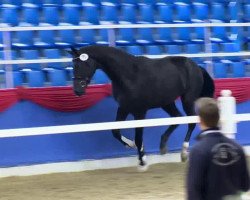 dressage horse Gorgeous (KWPN (Royal Dutch Sporthorse), 2011, from Charmeur)