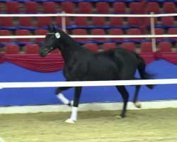 dressage horse Hengst von Sting (Oldenburg, 2011, from Sting)