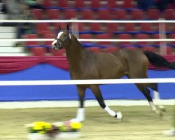 dressage horse Fabulous Star (KWPN (Royal Dutch Sporthorse), 2010, from Sir Oldenburg)