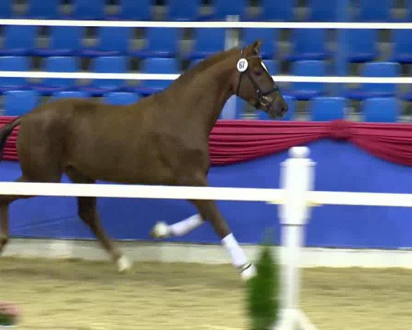 dressage horse For Symphonie (KWPN (Royal Dutch Sporthorse), 2010, from Sir Donnerhall I)