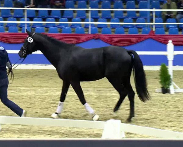 stallion Sacandro (Oldenburg, 2011, from Sarkozy 3)