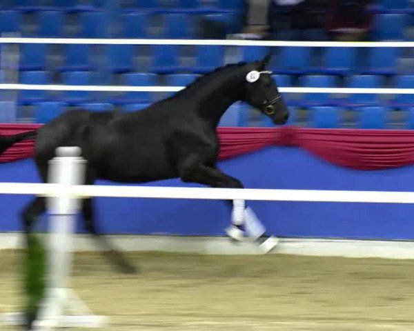 stallion Sweet Boy (Hanoverian, 2011, from San Amour I)