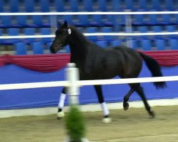 dressage horse Hengst von Rosengold (Oldenburg, 2011, from Rosengold)