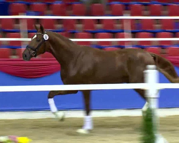 dressage horse Hengst von Floriscount (Oldenburg, 2011, from Fuechtels Floriscount OLD)