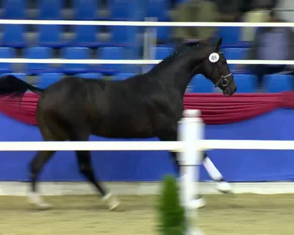 dressage horse Fideniro 27 (Oldenburg, 2011, from Fidertanz)
