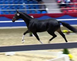 stallion Fidolino Ot (Oldenburg, 2011, from Fidertanz)