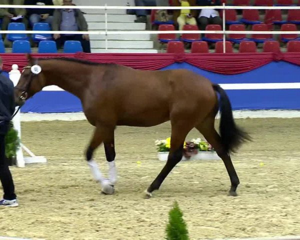 dressage horse Fiete 70 (Oldenburg, 2011, from Fairbanks)