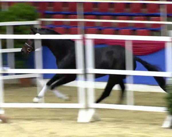 dressage horse Hengst von Dylano (Oldenburg, 2010, from Dylano)