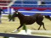 dressage horse Dexter 229 (Oldenburg, 2011, from Desperados FRH)