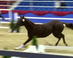 dressage horse Dexter 229 (Oldenburg, 2011, from Desperados FRH)