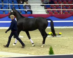 stallion Del Ponte 2 (Oldenburg, 2011, from Dante Weltino Old)