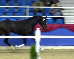 dressage horse Café Noir 2 (Oldenburg, 2011, from Christ)