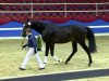 dressage horse Stardust 37 (Oldenburg, 2011, from Stedinger)