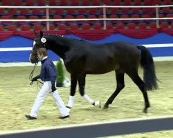 dressage horse Stardust 37 (Oldenburg, 2011, from Stedinger)