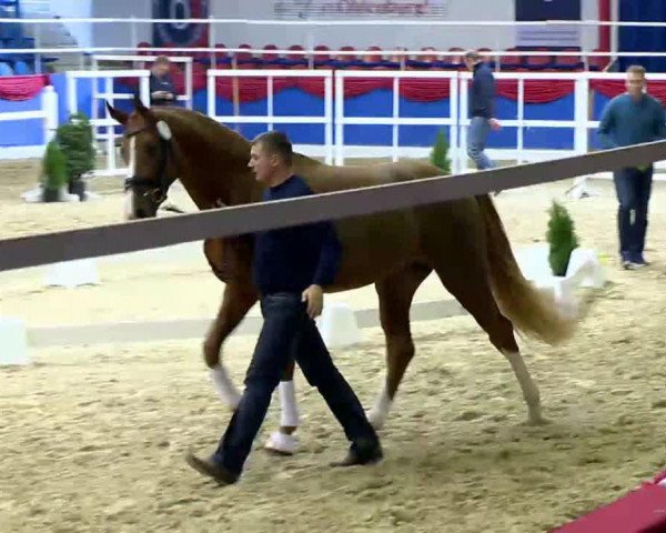 dressage horse Stald Bella's Dannoboy (Danish Warmblood, 2011, from Don Romantic)