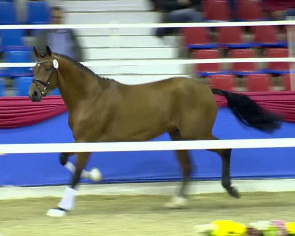 dressage horse Ambrosius 26 (Oldenburg, 2011, from August der Starke)