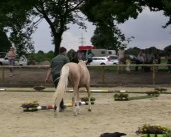 broodmare Storming Nala (German Riding Pony, 2010, from Spring Star's Spirit)