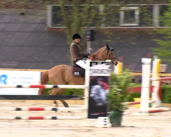 jumper Shawn 4 (Hanoverian, 0000)