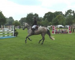 Springpferd Charilu (Holsteiner, 2009, von Champion du Lys)