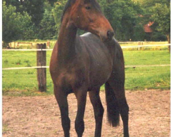 broodmare Ruby Tuesday 61 (Oldenburg, 2001, from Relevant)