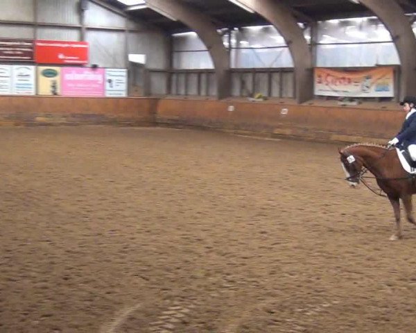 dressage horse Cinderella 627 (Holsteiner, 2007)