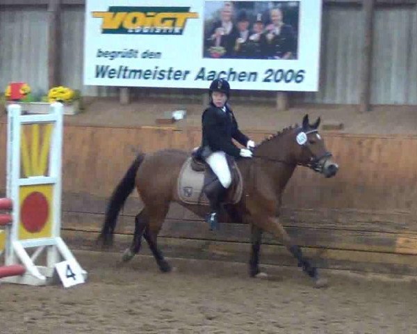 jumper Prima Bella (German Riding Pony, 2008, from Auheim's Maximus)