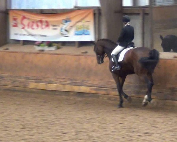 dressage horse Wil ma belle (Holsteiner, 2006, from Aljano)