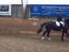 dressage horse Don Benito 43 (Hanoverian, 2005, from Donnerschwee)