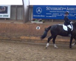 dressage horse Don Benito 43 (Hanoverian, 2005, from Donnerschwee)