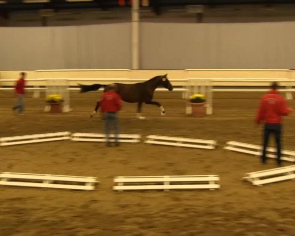 dressage horse GG Dometic (Westphalian, 2011, from Damon Hill)
