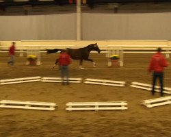 dressage horse GG Dometic (Westphalian, 2011, from Damon Hill)