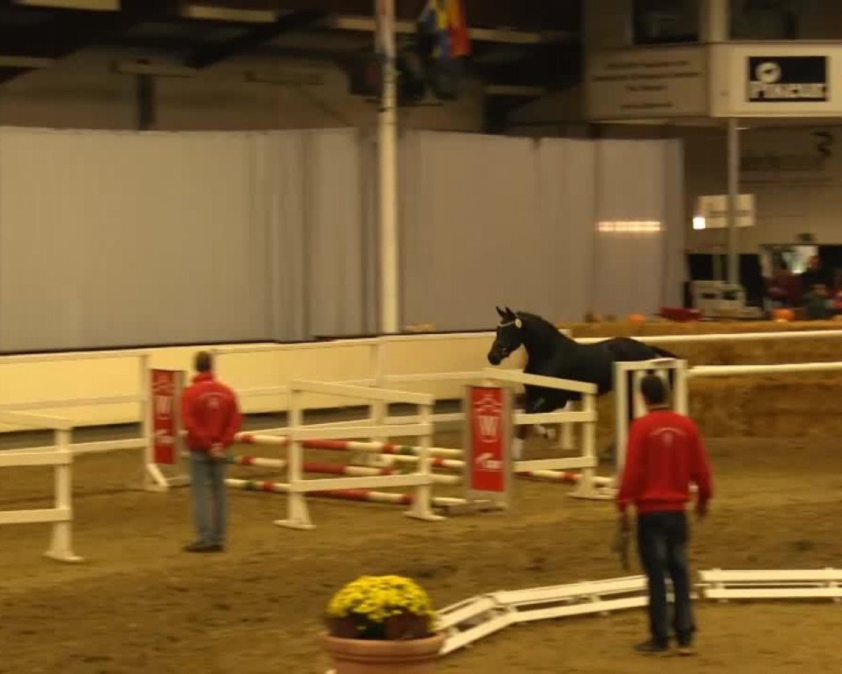 Deckhengst Formidable 51 (Hannoveraner, 2011, von Fidertanz)