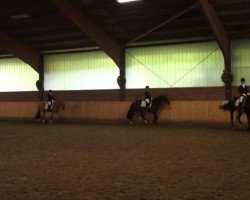 dressage horse Leopold (Westphalian, 2011, from Henglein's Licosto)