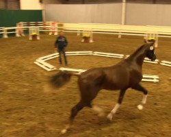 dressage horse Giovanni BM (KWPN (Royal Dutch Sporthorse), 2011, from Apache)