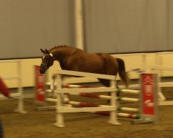 dressage horse Best Pleasure 2 (Westphalian, 2011, from Belissimo NRW)