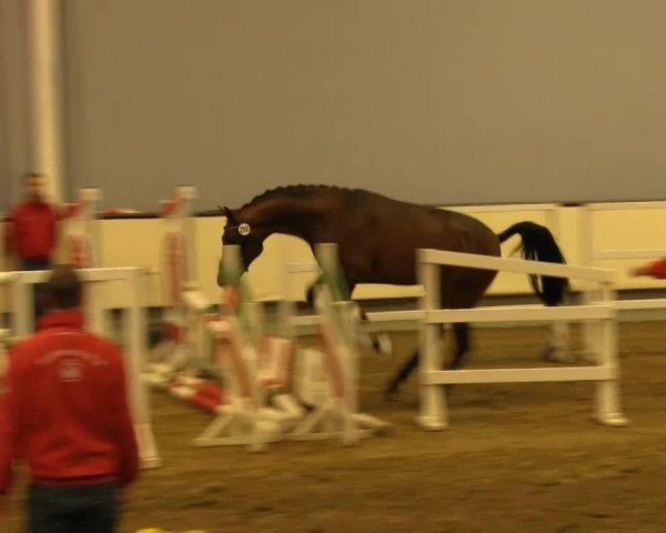 stallion Sotschi 11 (Westphalian, 2011, from Stedinger)