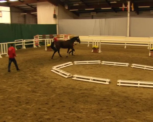 dressage horse Hengst von Florencio I (Oldenburg, 2011, from Florencio I)