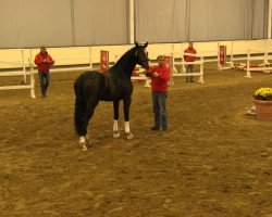 dressage horse Flor D'Accord (Westphalian, 2011, from Feedback 16)